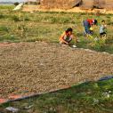Peanut collection near U Bein Teak Bridge