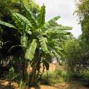 Banana treee