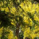Yellow tree