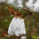Cotton flower