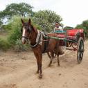 Horse cart taxi