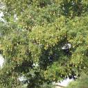 Mango tree