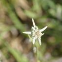 Edelweiss