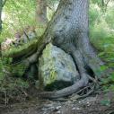 Tree and rock