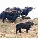 Yaks