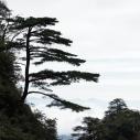 Guangdong pine tree