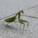 Praying mantis