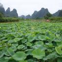 Lotus pond