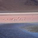 Laguna Colorada