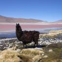 Laguna Colorada