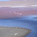 Laguna Colorada