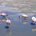 Flamingoes