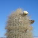 Incahuari cactus