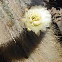 Incahuari cactus flower
