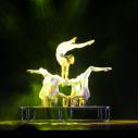 Acrobat show