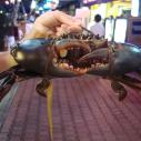 Singapore crab