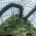 Cloud forest