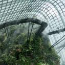 Cloud forest