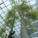 Flower dome baobab
