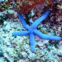 Blue sea star
