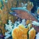 Moray eel