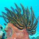 Feather star