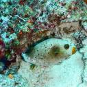 Pufferfish