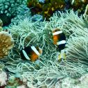 Anemone clown fish
