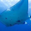 Manta ray