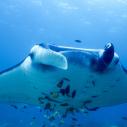 Manta ray
