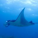 Manta ray