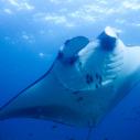 Manta ray