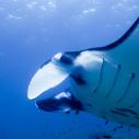 Manta ray