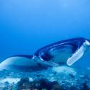 Manta ray
