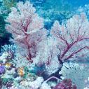 White sea fan