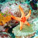 Orange sea star
