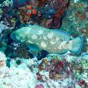 Grouper