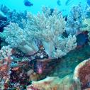 Soft coral and soldierfish
