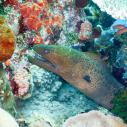 Moray eel