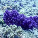 Purple soft coral