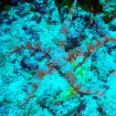 Striped sea star