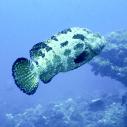Grouper