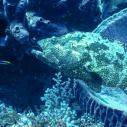 Grouper