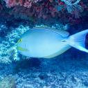 Powder blue surgeonfish