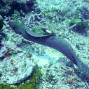 Moray eel in open water