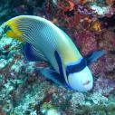 Emperor angelfish