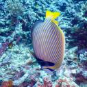 Emperor angelfish