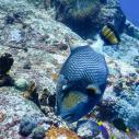 Titan triggerfish