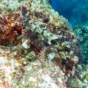 Scorpiion fish