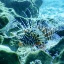 Lionfish